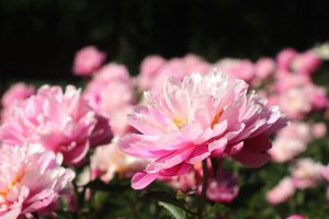 pink and white flower in tilt shift lens